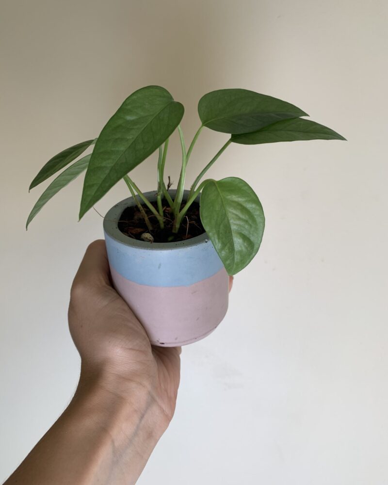 Concrete Planter by Rio Lane Designs