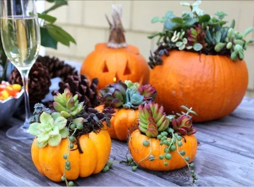 Freshly carved pumpkin planters teaming with succulents.