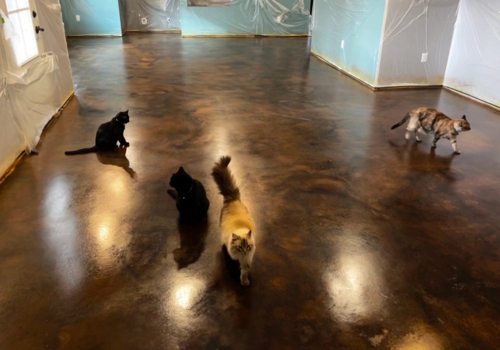 Three cats exploring a stunningly transformed basement floor, with a marbled effect created using Everstain's Coffee Brown and Desert Amber