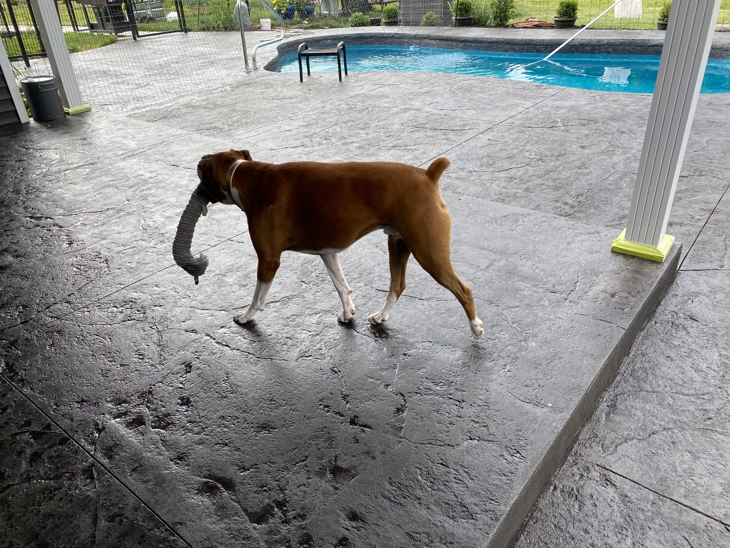 Black Stained Concrete Pool Deck