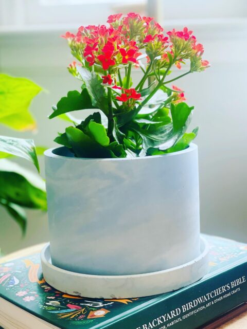 Steel blue - Concrete planters by fernwehcandlesco