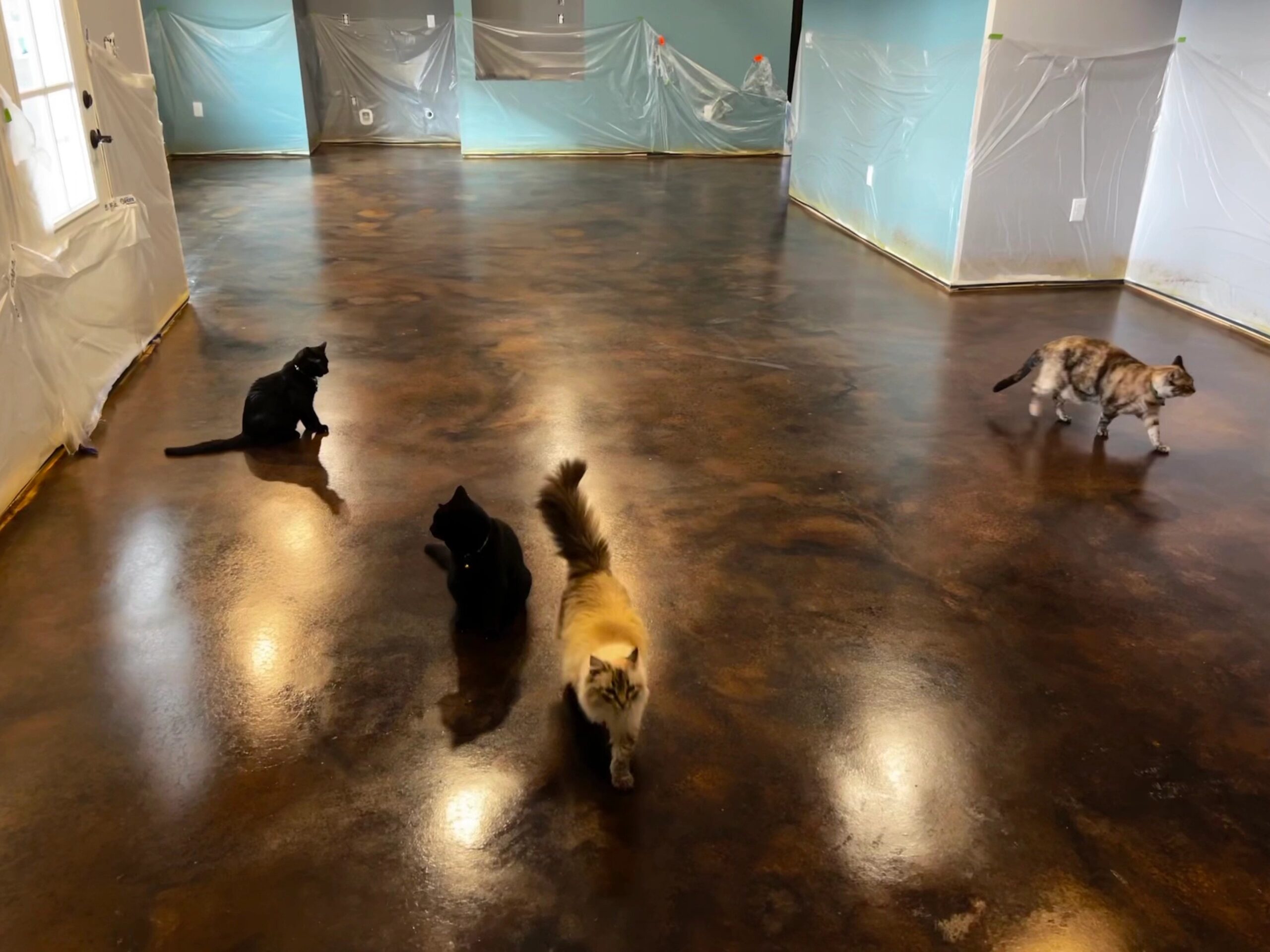 Acid stained concrete basement floor after waxing with happy cats