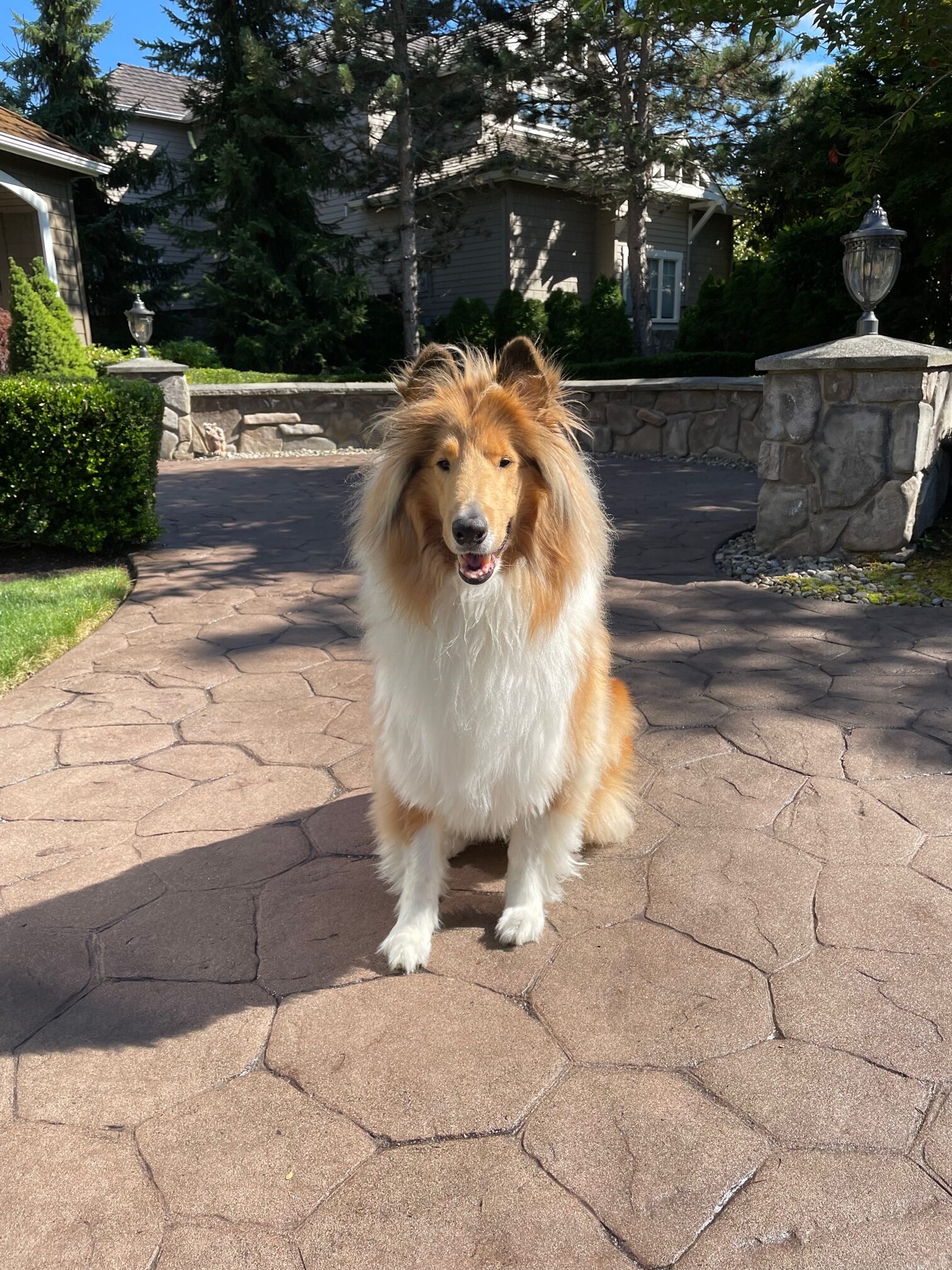 antiquing-driftwood-stamped-concrete-walkway-entry-dog-pet