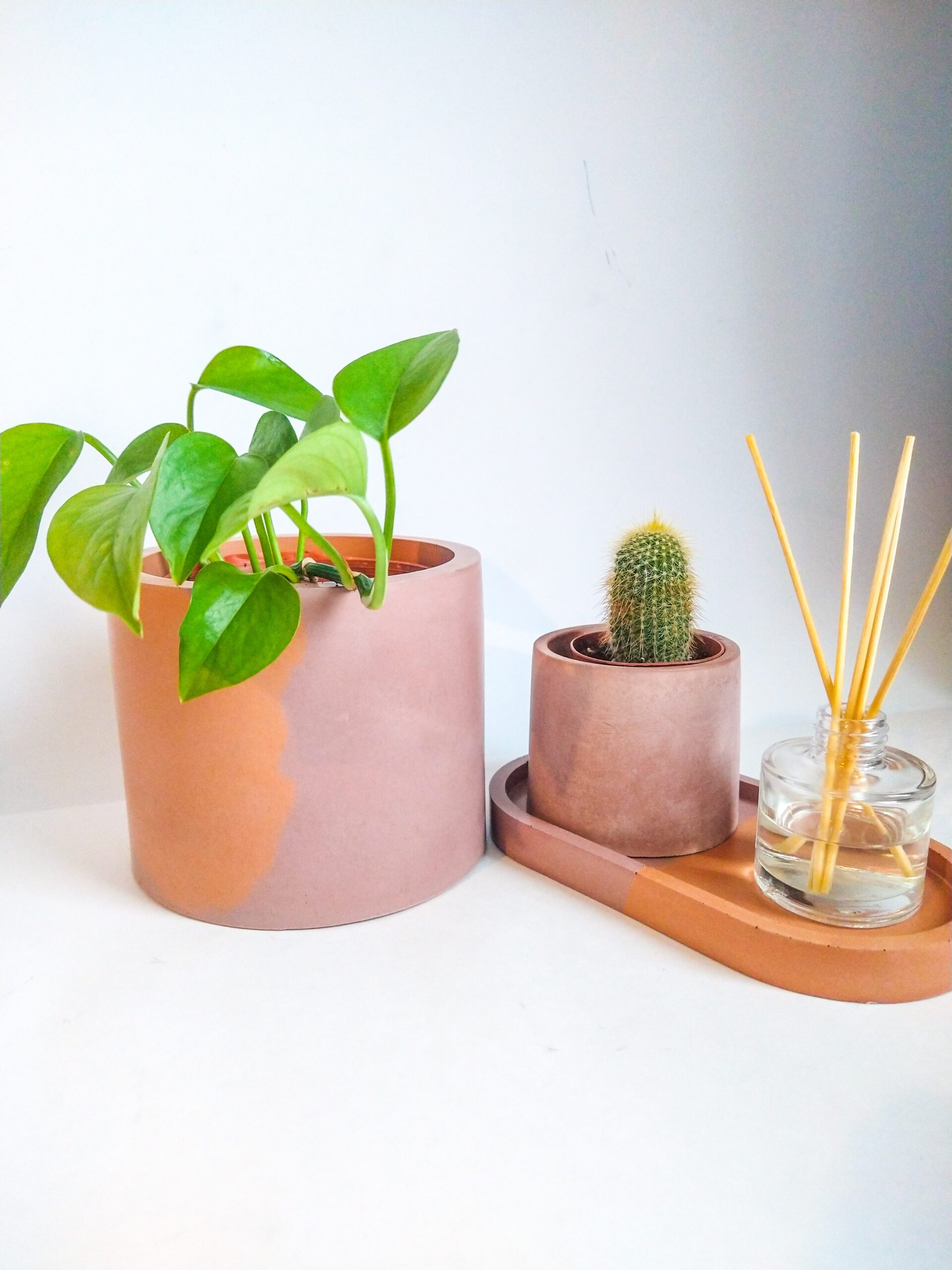 Oval concrete tray and planters by @wellplantedco