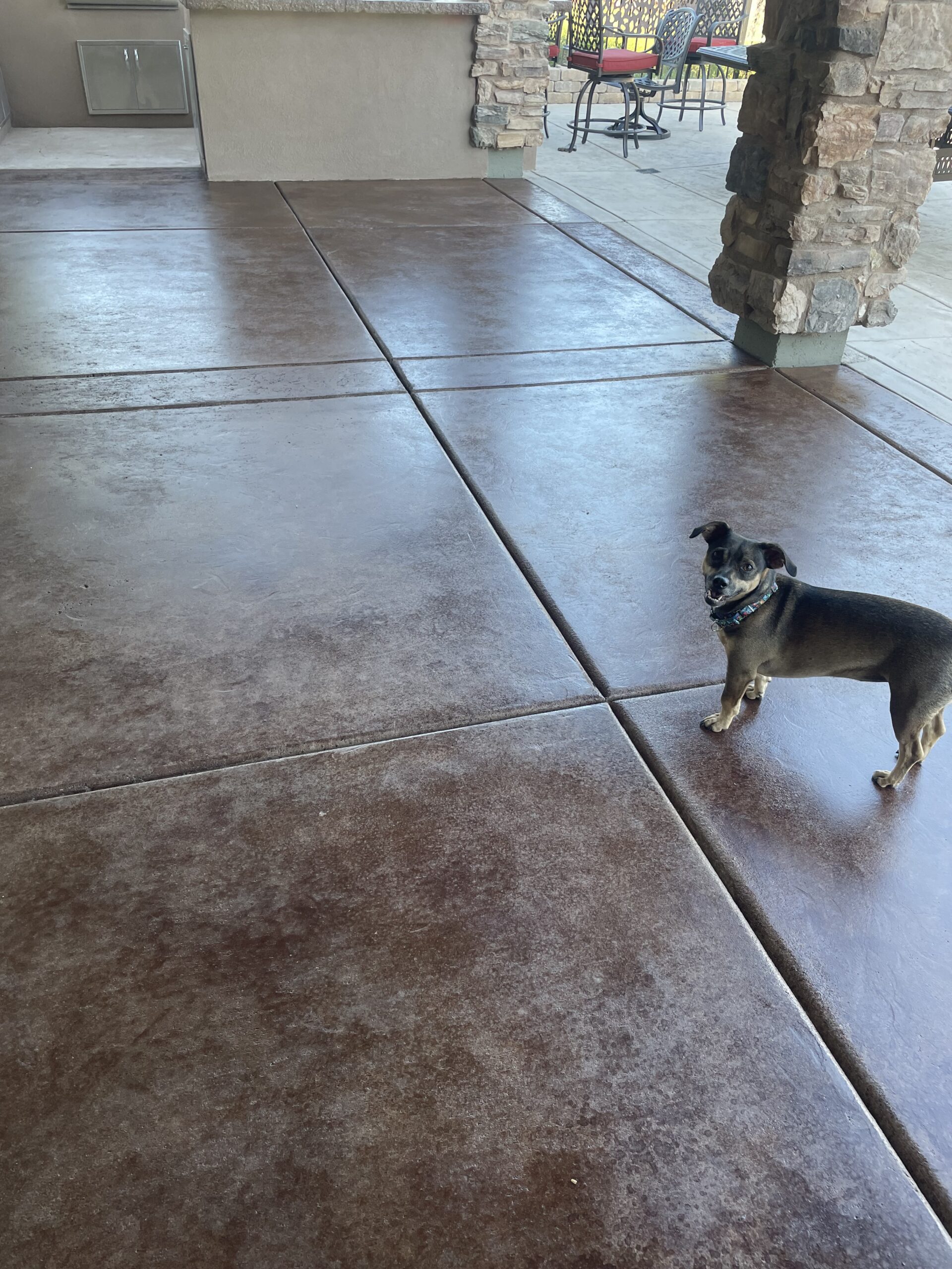 Dog enjoying on the newly transformed patio