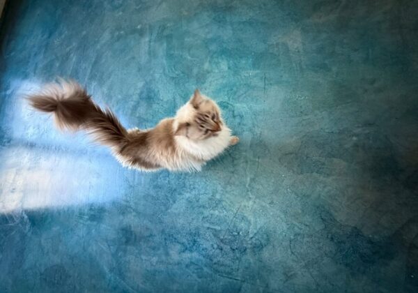 After 6 - ColorWave - Bedroom - Cat - pet - Navy - Blue Spruce - Blue- Gloss