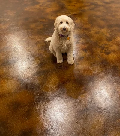 pet-friendly stained concrete floors