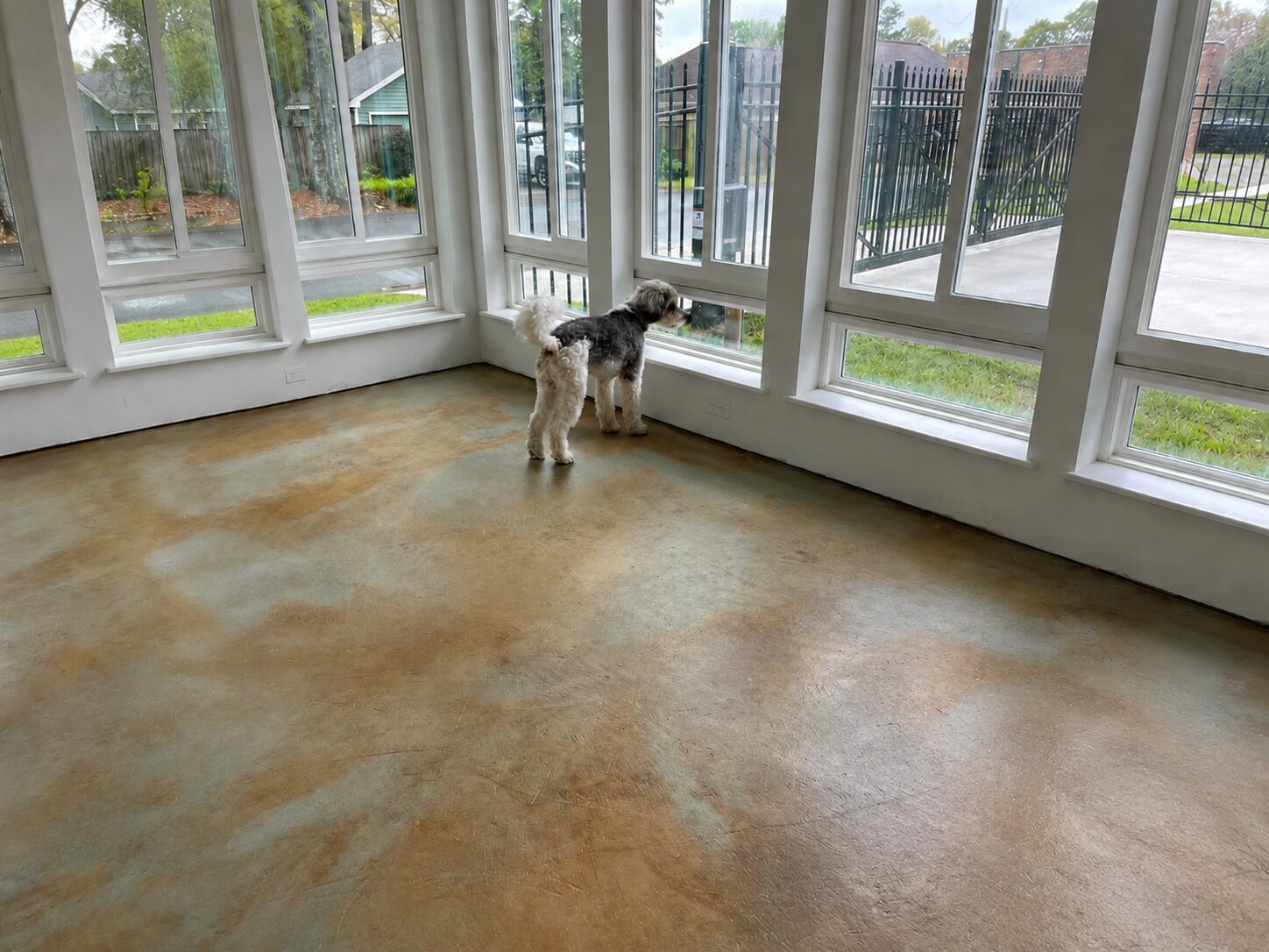 Sunroom with EverStain Cola, Malayan Buff, and Seagrass acid-stained concrete floor, showing a subtle satin finish with a dog looking out the windows.
